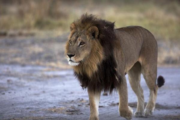 Leoa Mmamoriri se passa por macho em Botsuana