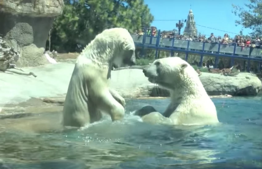 Um urso polar está em uma cena do filme urso polar.